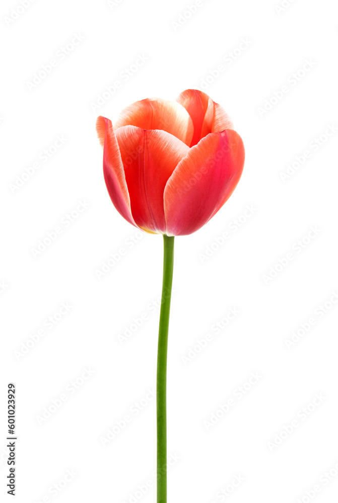 Tulip flower isolated on white