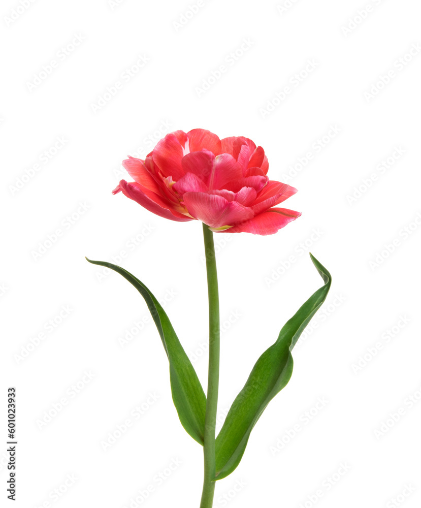 Tulip flower isolated on white