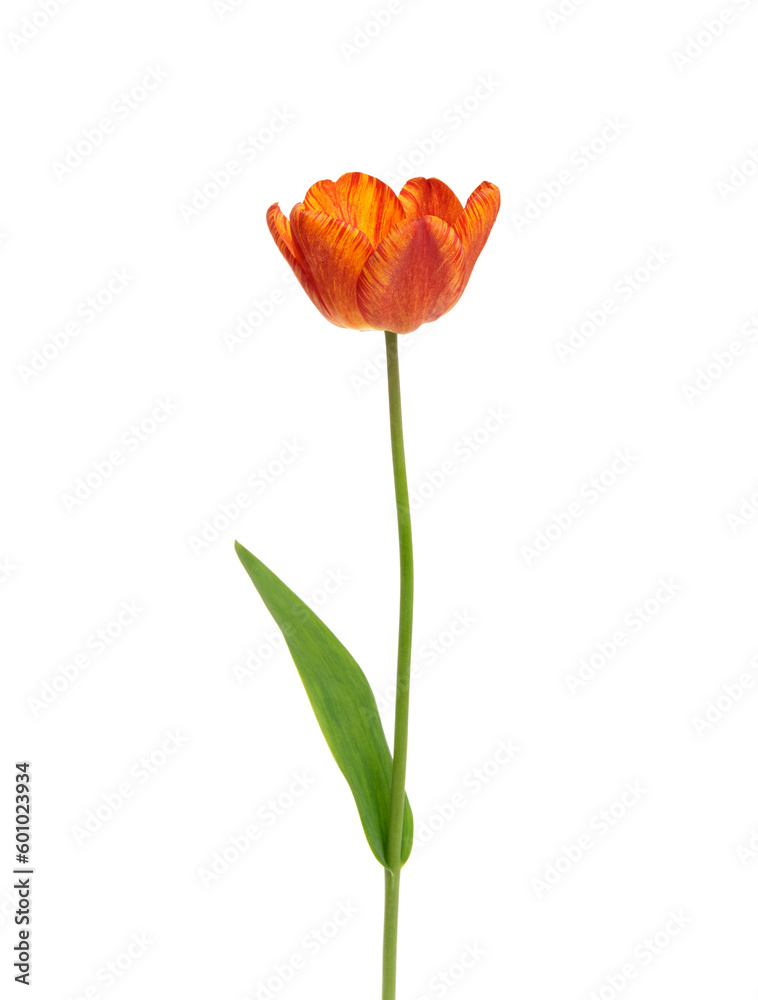 Tulip flower isolated on white