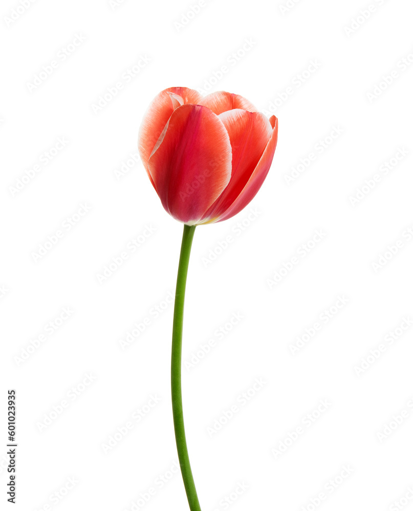 Tulip flower isolated on white