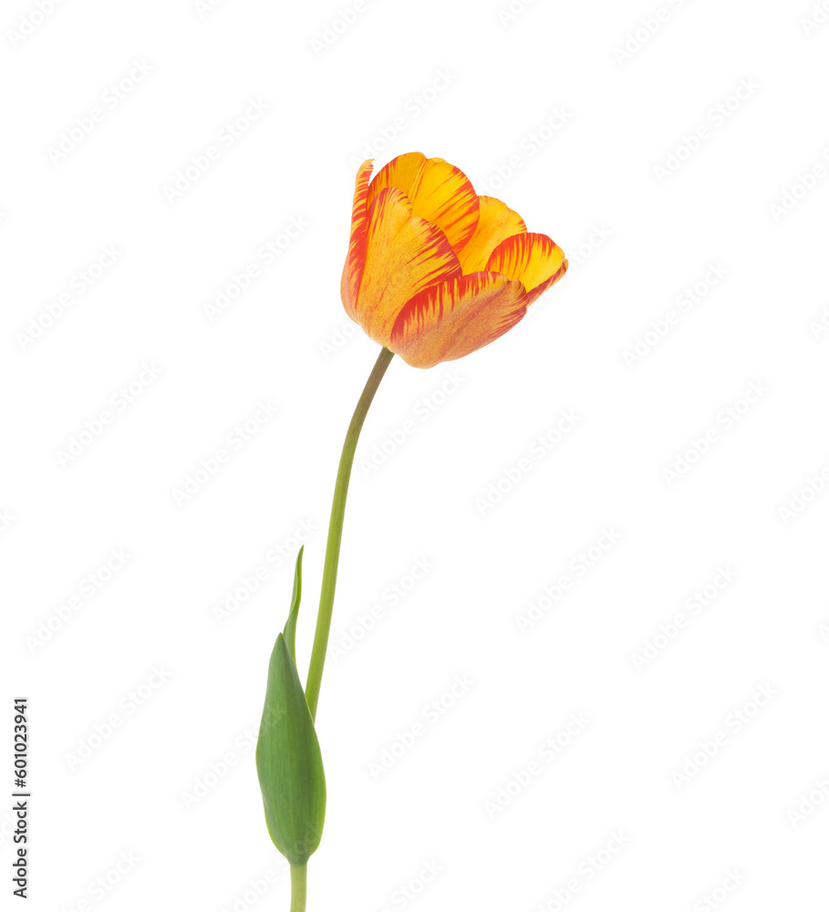 Tulip flower isolated on white