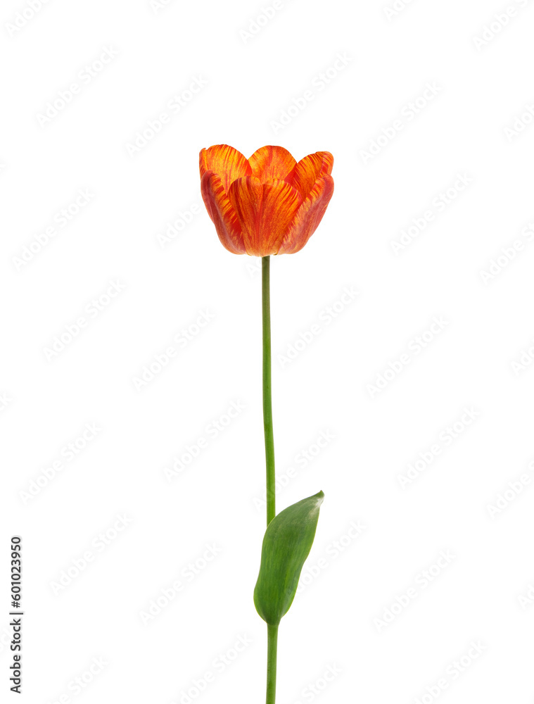 Tulip flower isolated on white