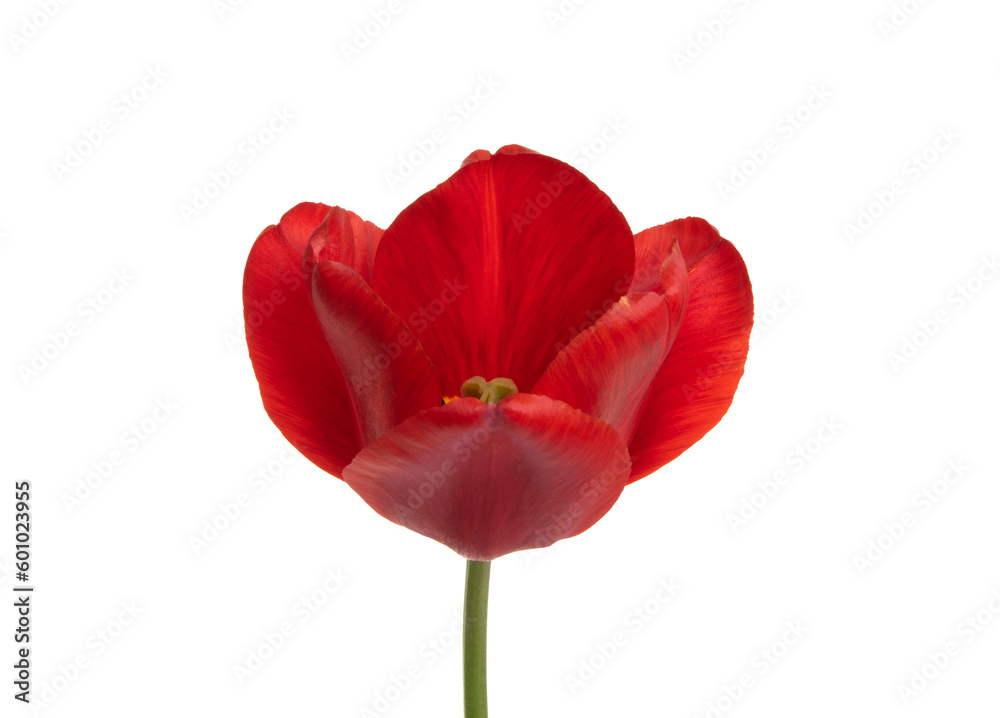 Tulip flower isolated on white