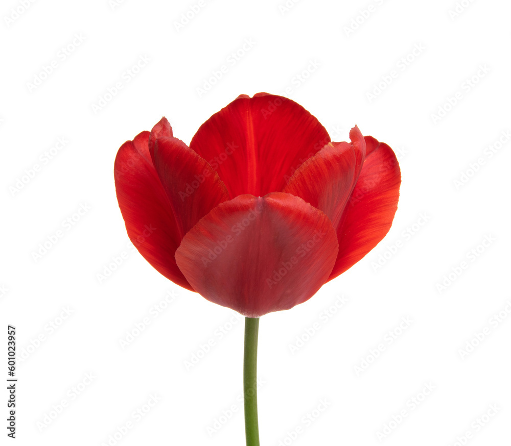 Tulip flower isolated on white