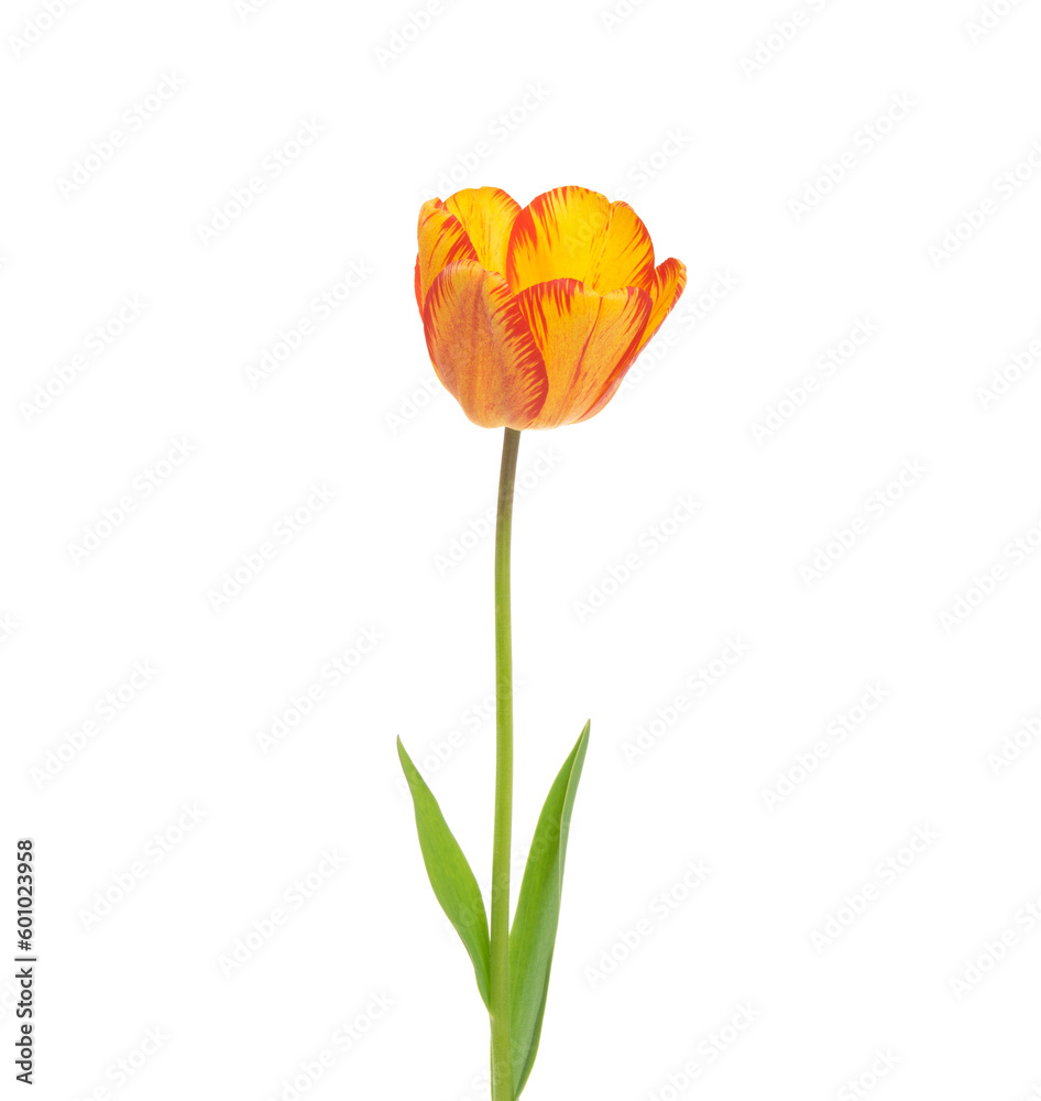 Tulip flower isolated on white