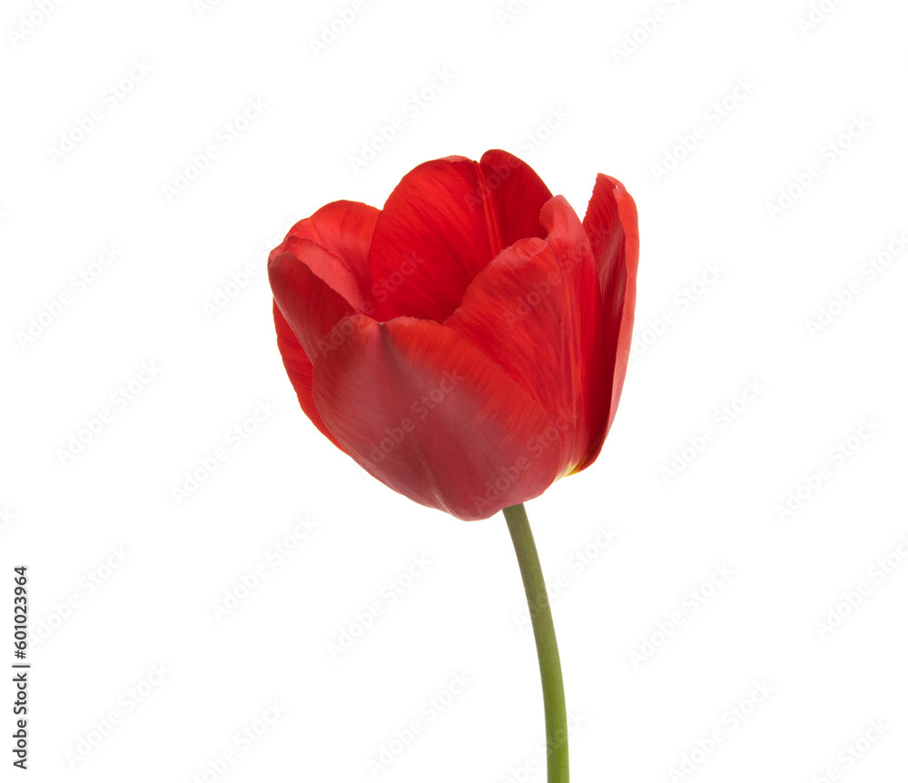 Tulip flower isolated on white