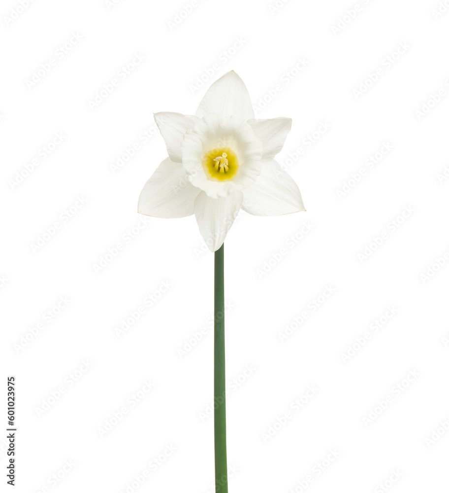 Narcissus flower isolated on white