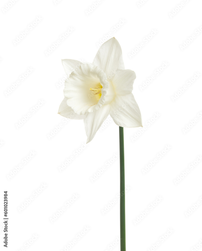 Narcissus flower isolated on white