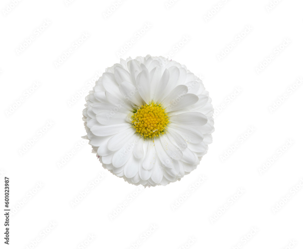 Chamomile or camomile isolated on white