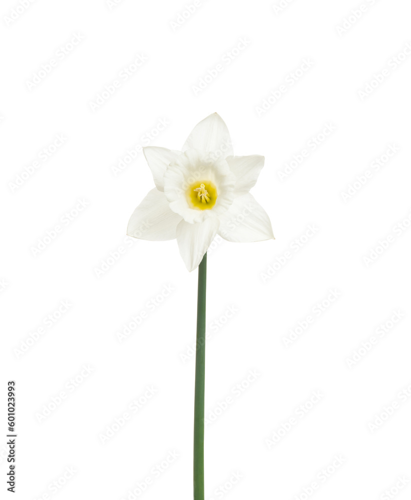 Narcissus flower isolated on white