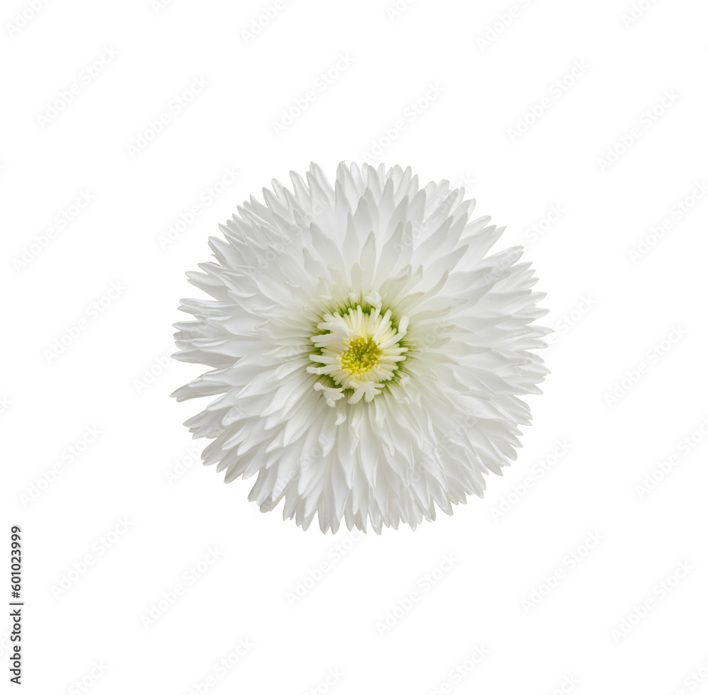 Chamomile or camomile isolated on white