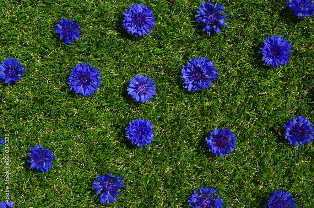 Blue flowers summer field plants on green grass