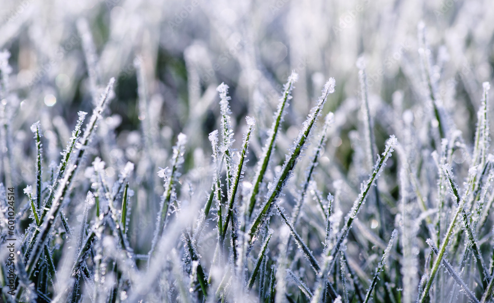 Close up frozen ice on grass