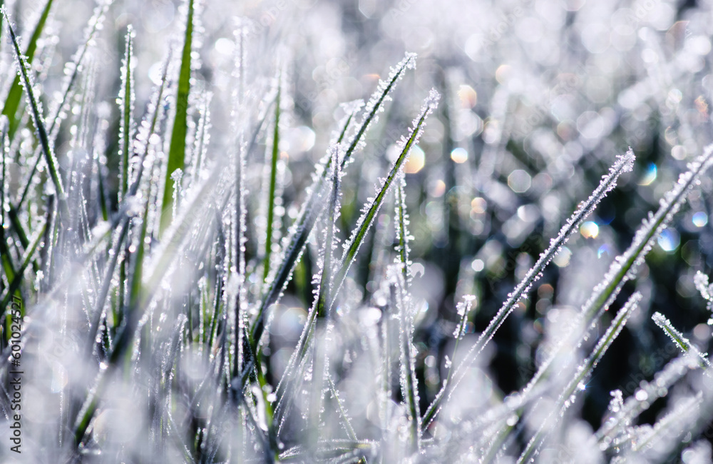 Close up frozen ice on grass