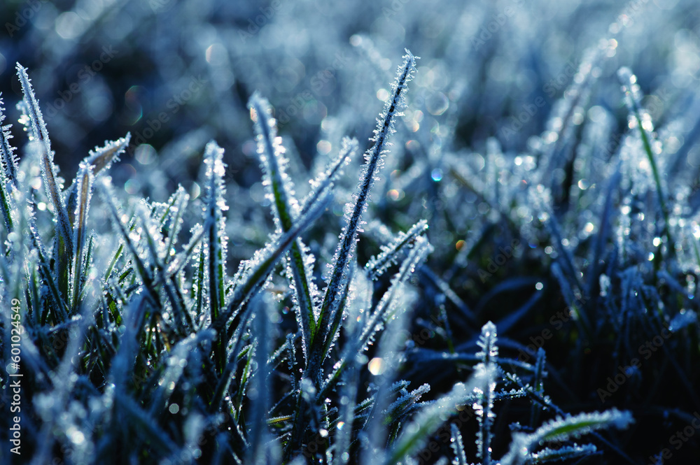 Frost on the plants. Ice grass. Beautiful winter background