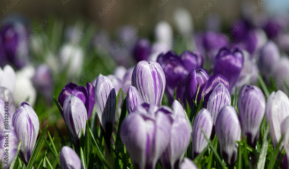 purple crocus flowers in a grass