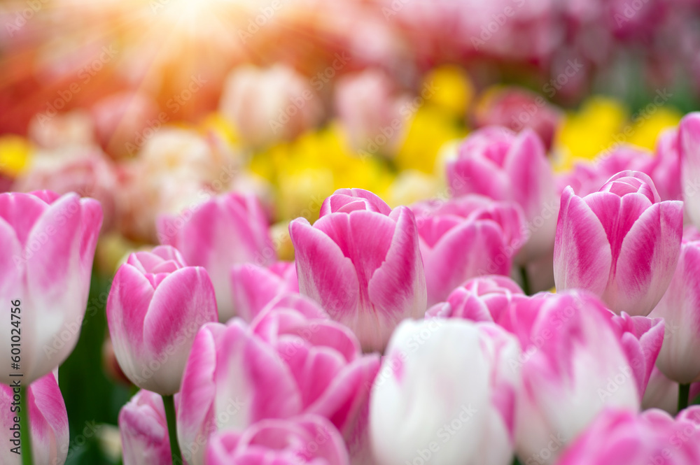  Colorful tulips on sunlight