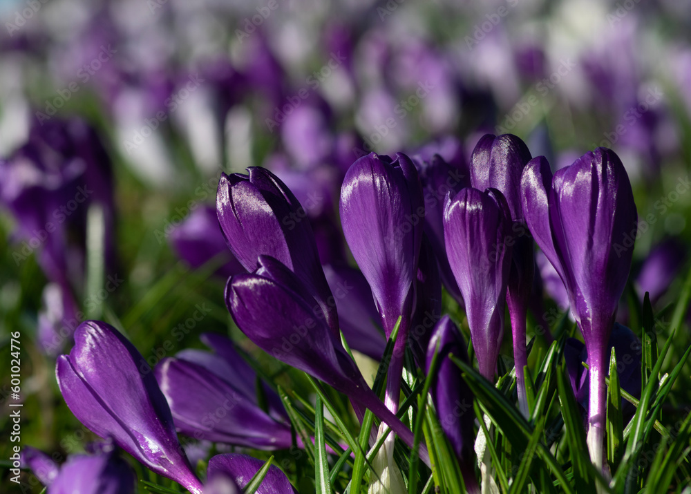 purple crocus flowers in a grass