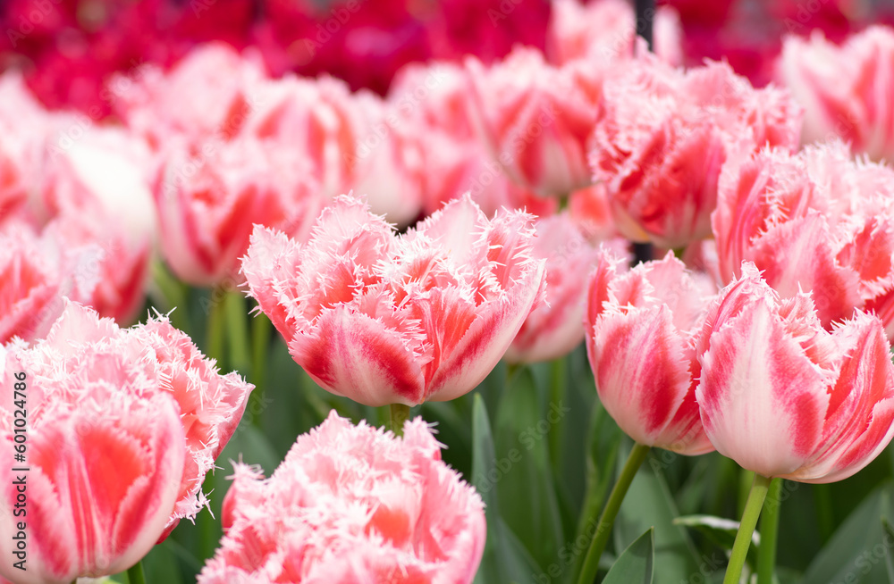 Tulips flower background