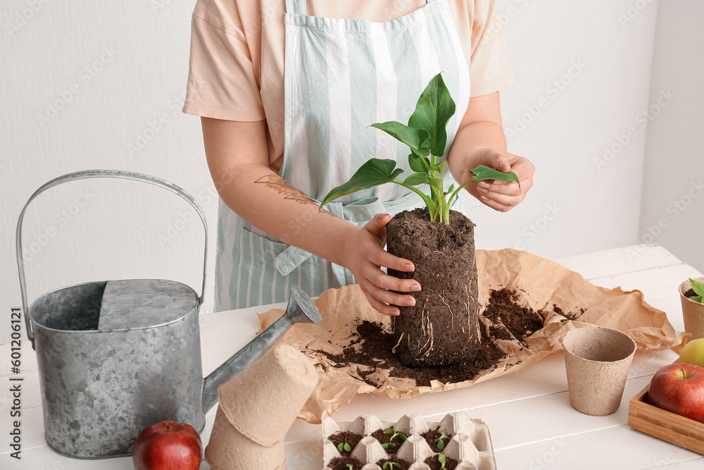 Woman holding soil with green seedling at table near light wall, closeup