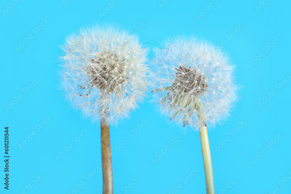 Dandelion flowers on blue background