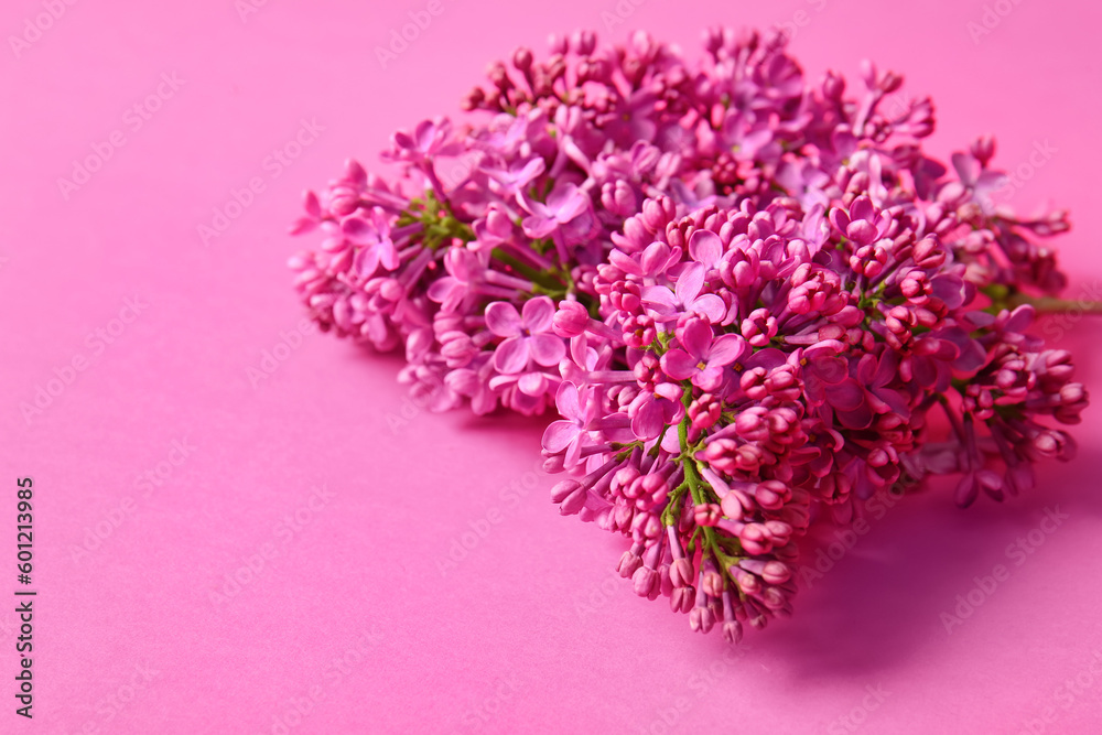 Blooming lilac flowers on pink background