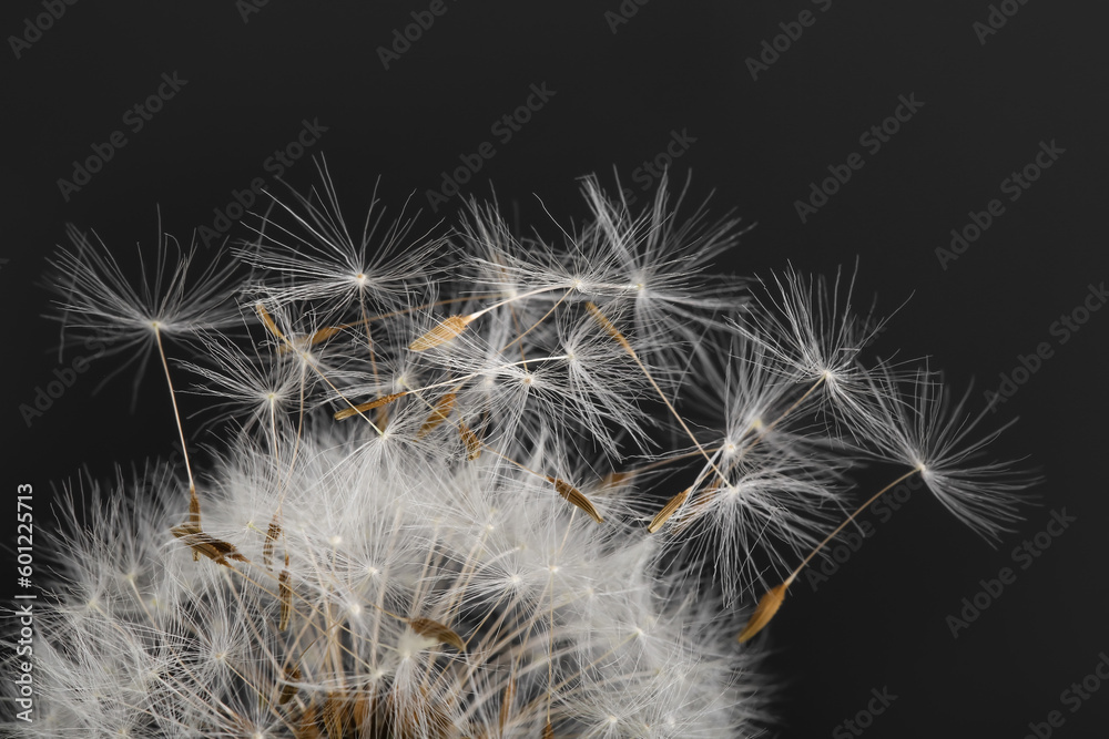 Dandelion flower on black background