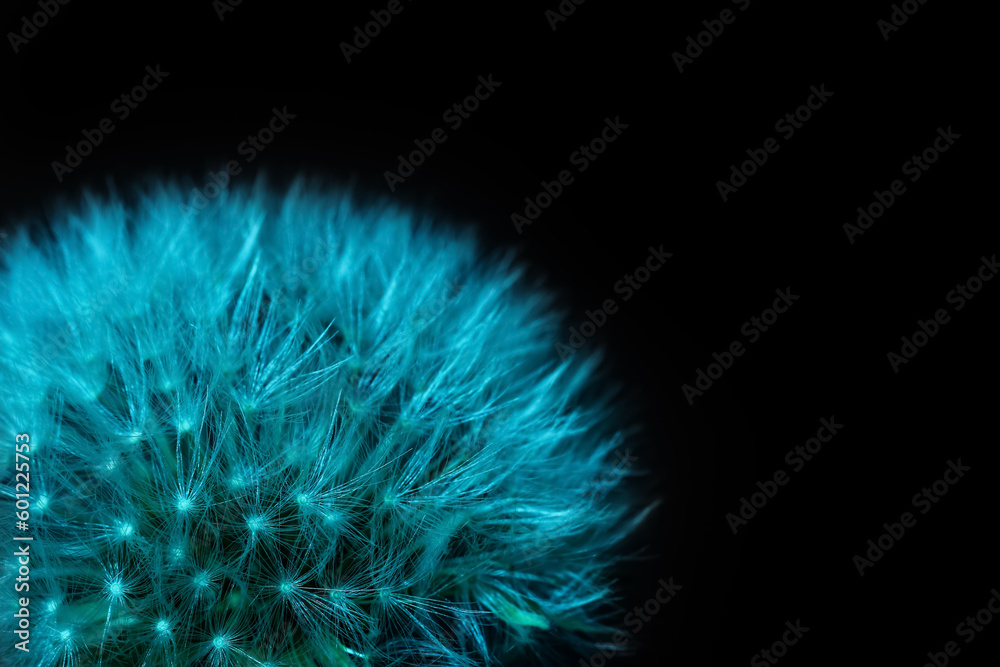 Dandelion flower on dark color background