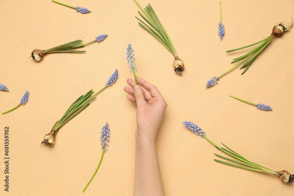 Composition with female hand holding Muscari flower on beige background