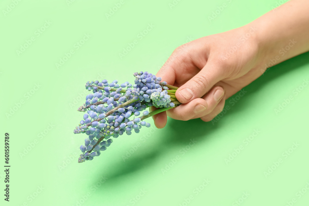 Female hand holding beautiful Muscari flowers on green background