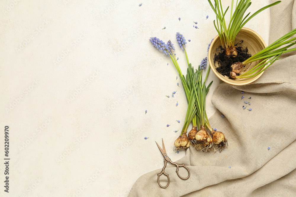 Beautiful Muscari flowers and scissors on white table