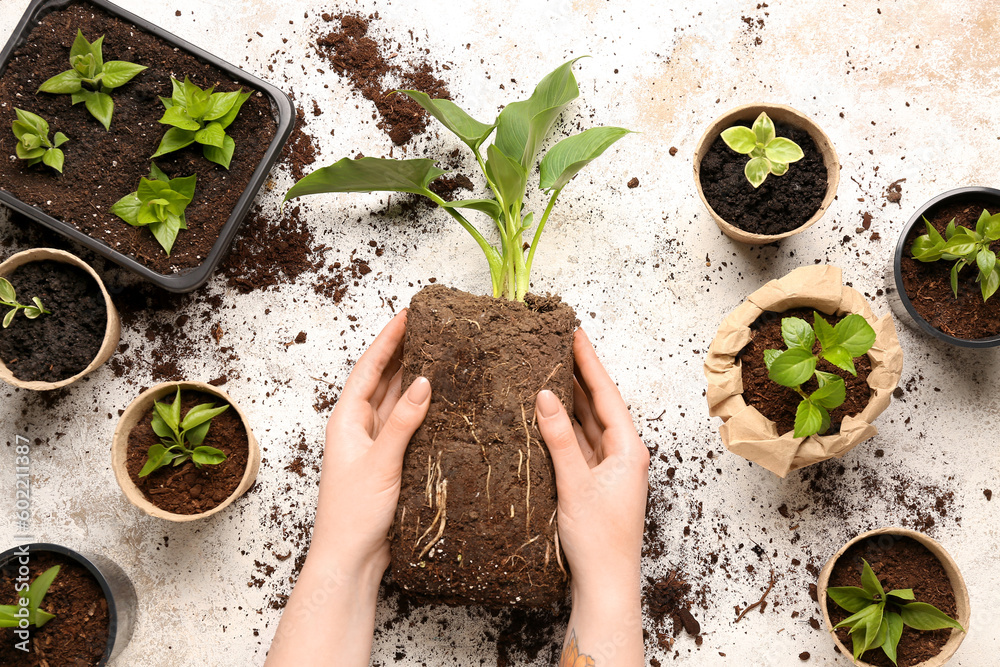 Woman planting green seedlings on light background