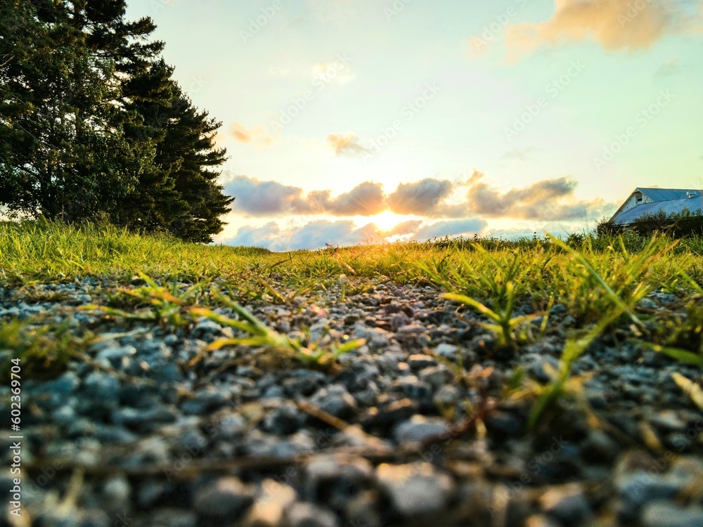 Weeds in gravel with sunset