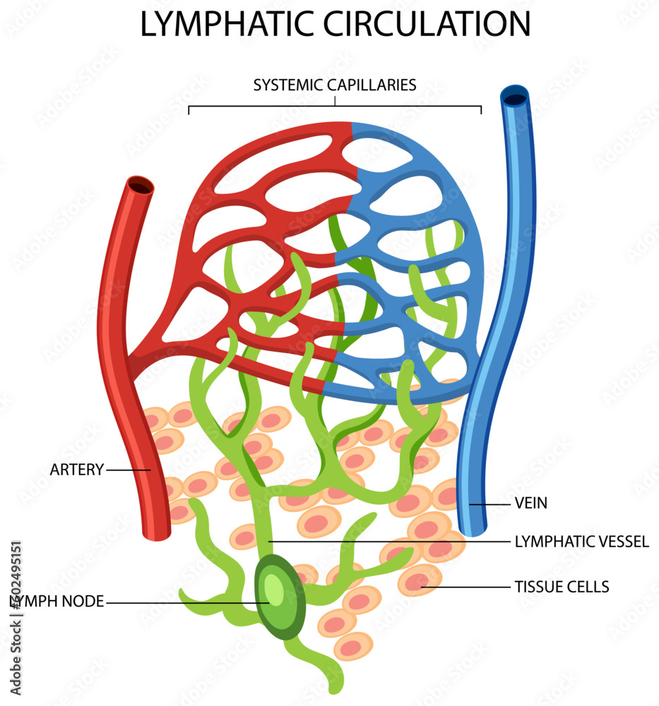 Lymphatic Circulation System Diagram