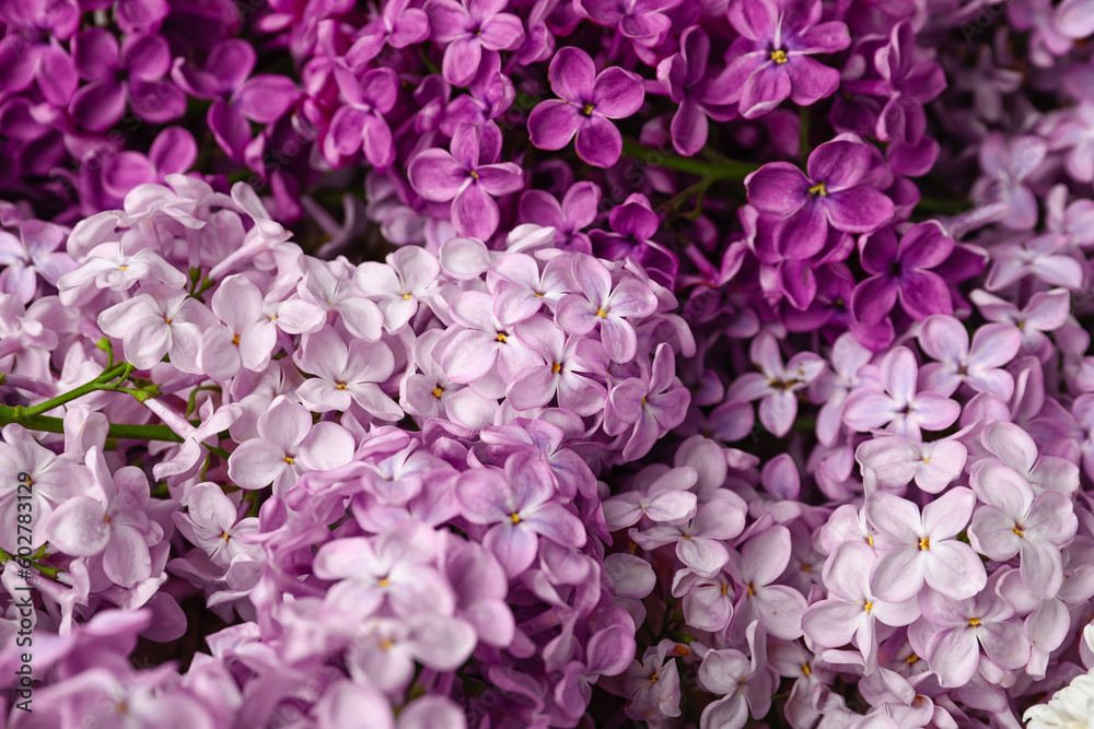 Beautiful fragrant lilac flowers, closeup