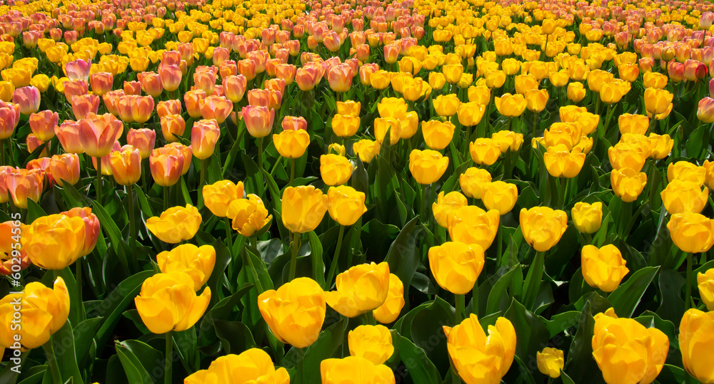 Tulips flower background