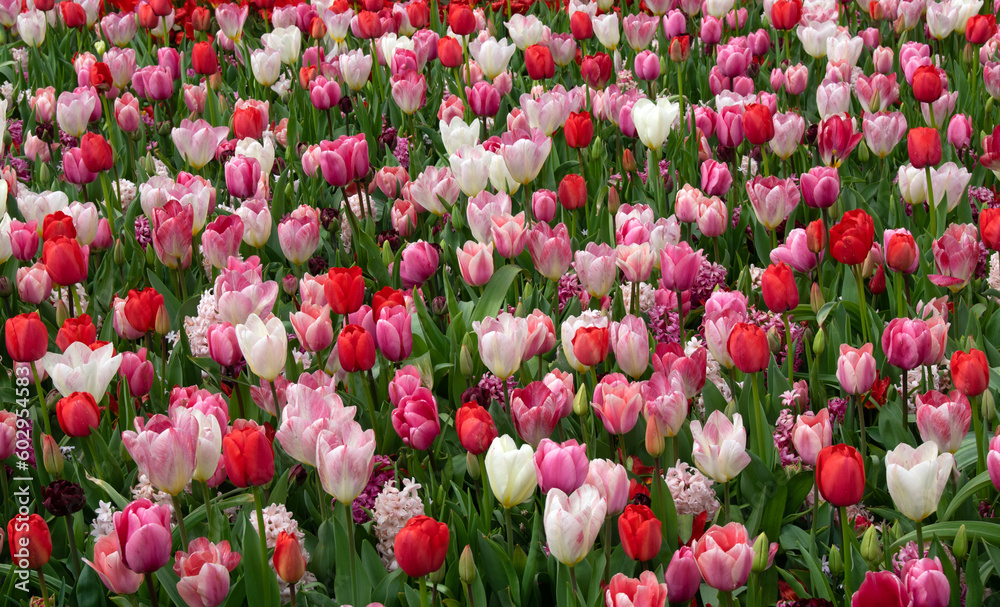 Tulips flower background