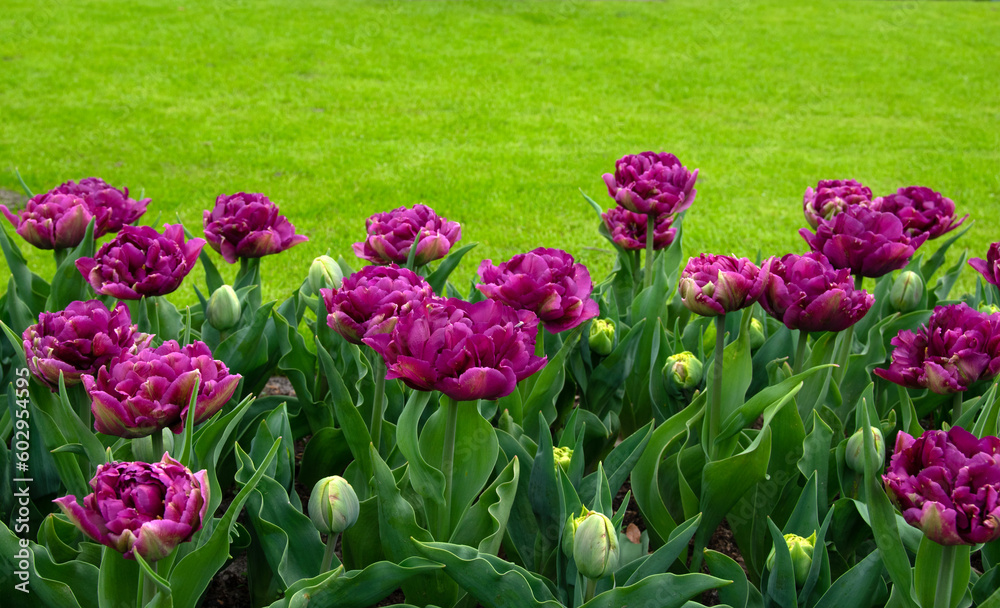 Tulips flower background