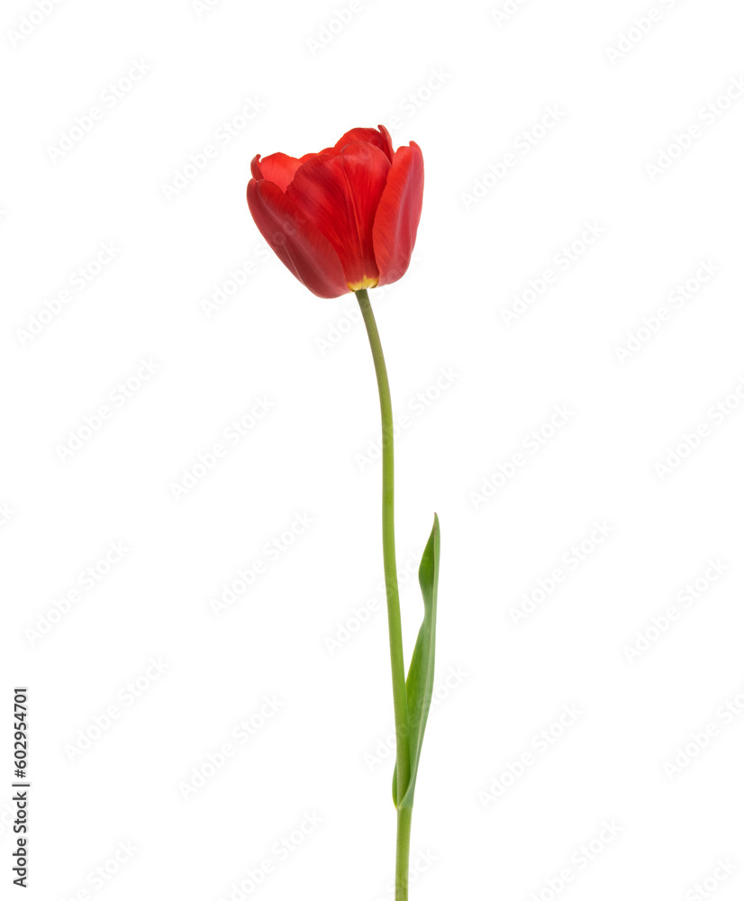 Tulip flower isolated on white