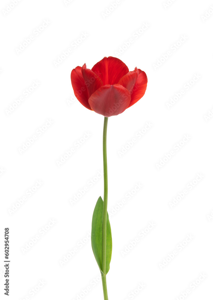 Tulip flower isolated on white