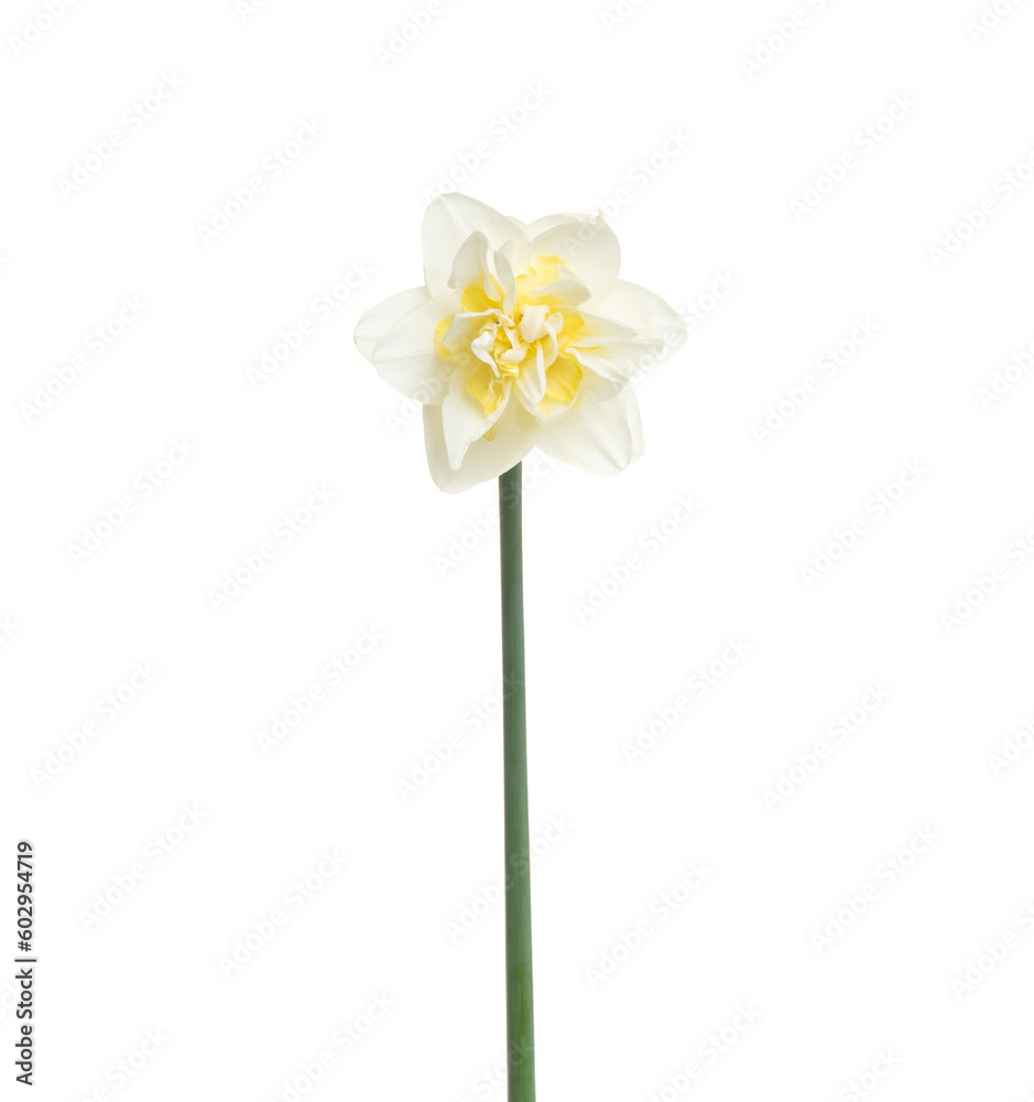 Narcissus flower isolated on white