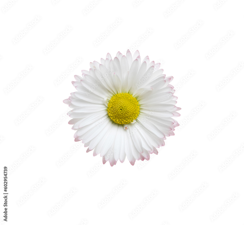 Chamomile or camomile isolated on white