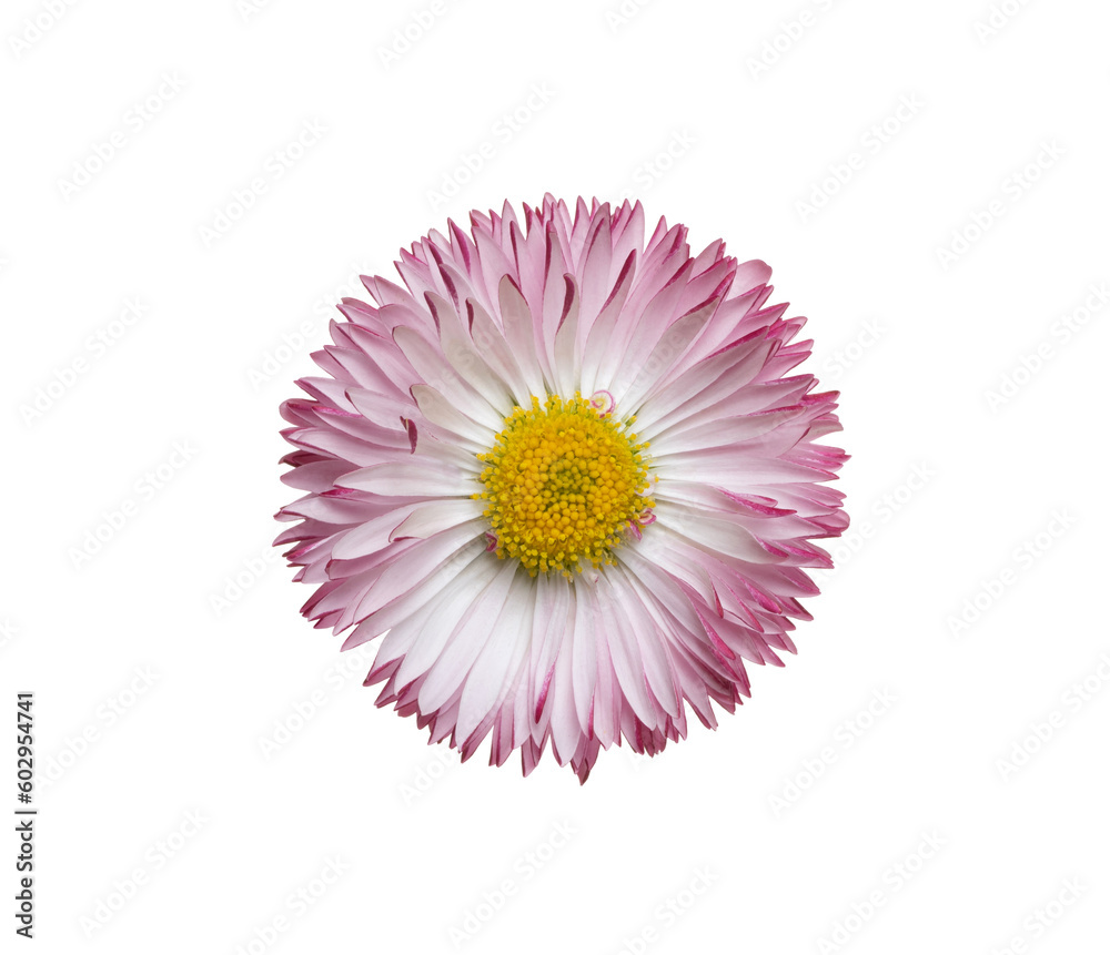 Chamomile or camomile isolated on white