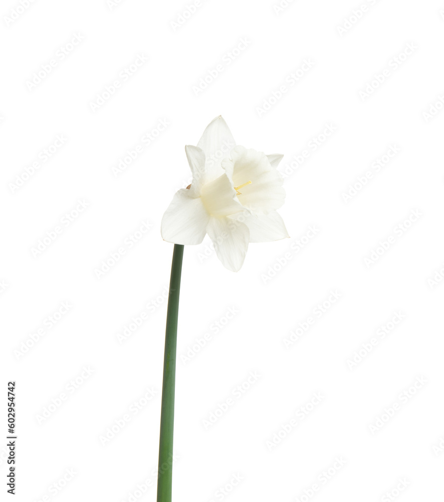 Narcissus flower isolated on white