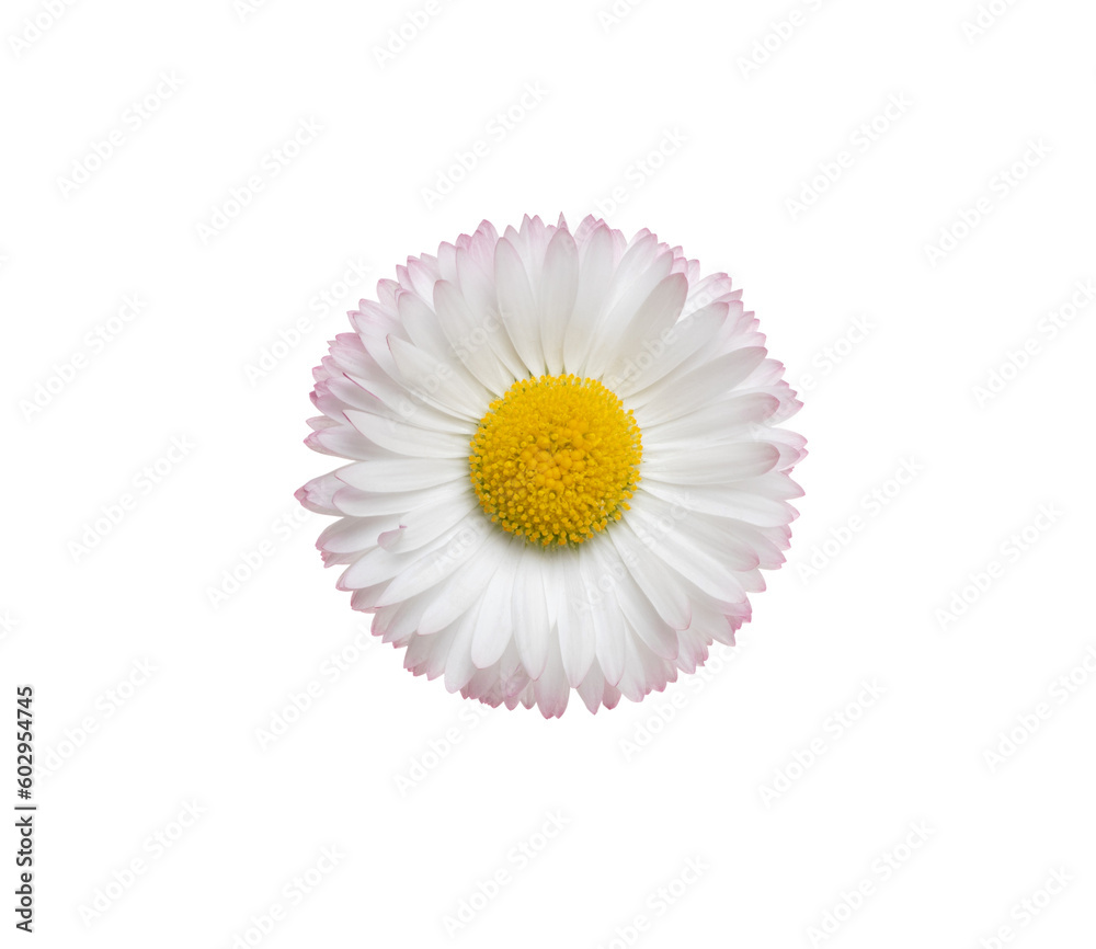 Chamomile or camomile isolated on white