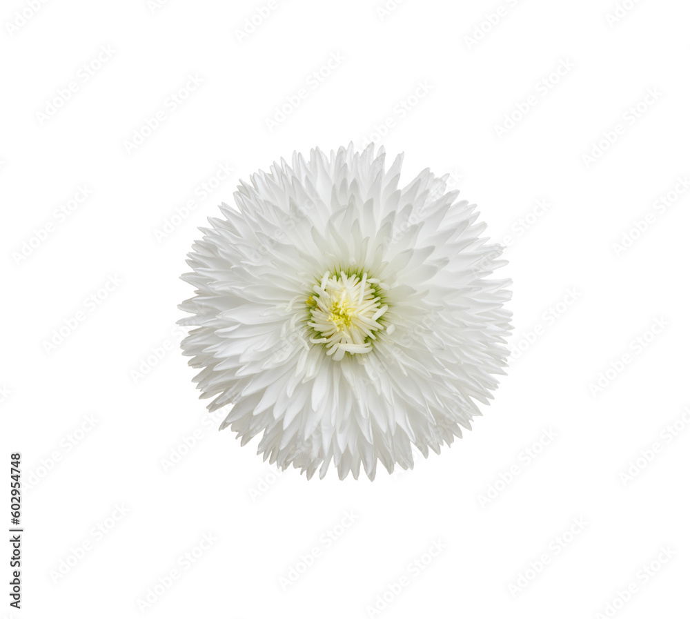 Chamomile or camomile isolated on white