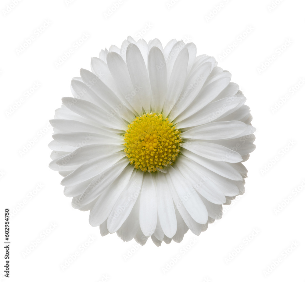 Chamomile or camomile isolated on white