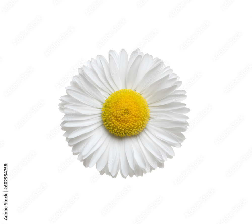 Chamomile or camomile isolated on white