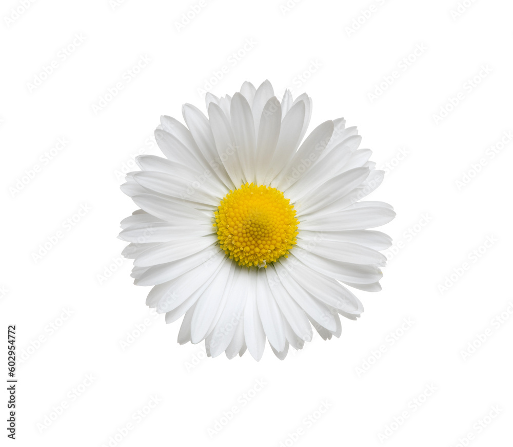 Chamomile or camomile isolated on white