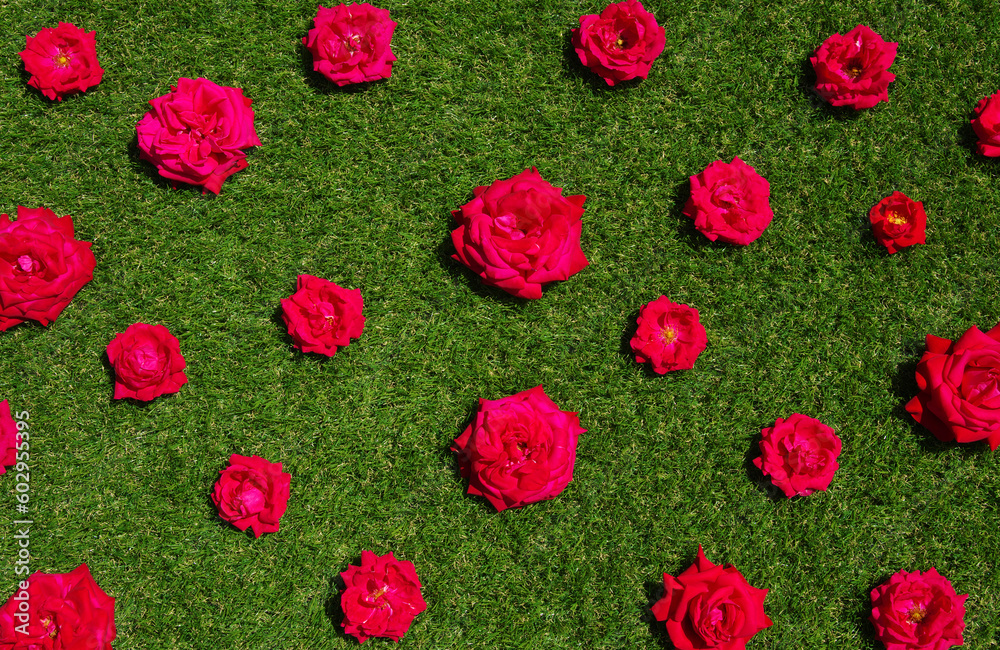 Roses flowers on green grass background.